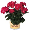 Pelargonium 'Savannah® TexMex Ruby' - Pelargoon 'Savannah® TexMex Ruby' P9/0,55L